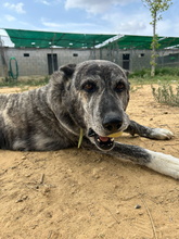 LOBA, Hund, Mischlingshund in Spanien - Bild 10