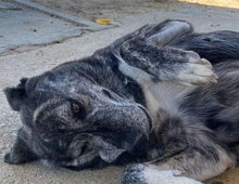 LOBA, Hund, Mischlingshund in Spanien - Bild 2