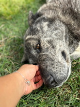 LOBA, Hund, Mischlingshund in Spanien - Bild 3