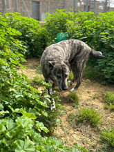 LOBA, Hund, Mischlingshund in Spanien - Bild 6