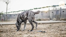 LOBA, Hund, Mischlingshund in Spanien - Bild 7