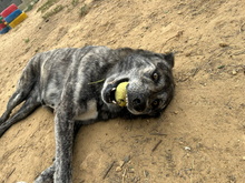 LOBA, Hund, Mischlingshund in Spanien - Bild 8