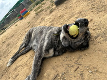 LOBA, Hund, Mischlingshund in Spanien - Bild 9