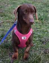 GAYLA, Hund, Dackel-Mix in Ungarn - Bild 2