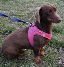 GAYLA, Hund, Dackel-Mix in Ungarn - Bild 3