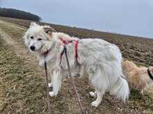 LUCY, Hund, Mischlingshund in Dürrlauingen - Bild 1