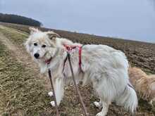 LUCY, Hund, Mischlingshund in Dürrlauingen - Bild 2