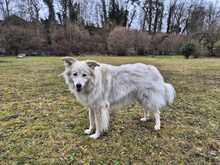 LUCY, Hund, Mischlingshund in Dürrlauingen - Bild 4