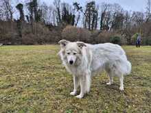 LUCY, Hund, Mischlingshund in Dürrlauingen - Bild 5