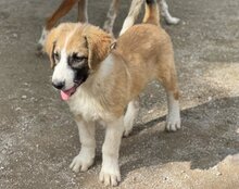 JONESY, Hund, Tornjak-Mix in Kroatien - Bild 16