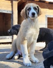 JONESY, Hund, Tornjak-Mix in Kroatien - Bild 28