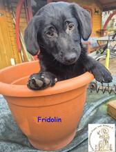 FRIDOLIN, Hund, Mischlingshund in Hilden - Bild 2