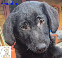 FRIDOLIN, Hund, Mischlingshund in Hilden - Bild 4