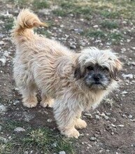 MOLLI, Hund, Bichon à poil frisé-Mix in Rumänien - Bild 1