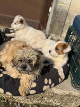 MOLLI, Hund, Bichon à poil frisé-Mix in Rumänien - Bild 10