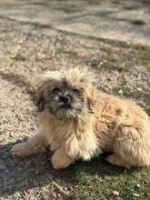 MOLLI, Hund, Bichon à poil frisé-Mix in Rumänien - Bild 11