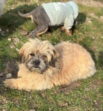 MOLLI, Hund, Bichon à poil frisé-Mix in Rumänien - Bild 6