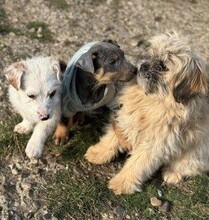 MOLLI, Hund, Bichon à poil frisé-Mix in Rumänien - Bild 7