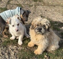 MOLLI, Hund, Bichon à poil frisé-Mix in Rumänien - Bild 9