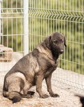 VIVA, Hund, Herdenschutzhund-Mix in Kroatien - Bild 3