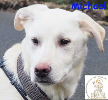 MICHAEL, Hund, Mischlingshund in Velbert - Bild 1