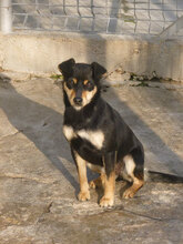 MIYA, Hund, Pinscher-Mix in Bulgarien - Bild 1