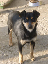 MIYA, Hund, Pinscher-Mix in Bulgarien - Bild 2