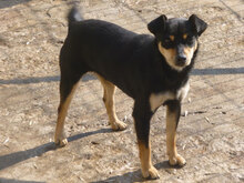 MIYA, Hund, Pinscher-Mix in Bulgarien - Bild 3