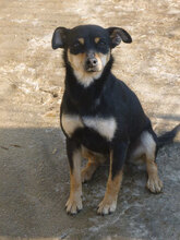 MIYA, Hund, Pinscher-Mix in Bulgarien - Bild 4