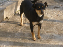 MIYA, Hund, Pinscher-Mix in Bulgarien - Bild 5