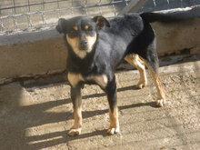 MIYA, Hund, Pinscher-Mix in Bulgarien - Bild 6