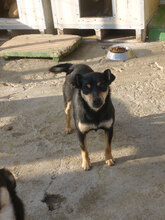 MIYA, Hund, Pinscher-Mix in Bulgarien - Bild 7