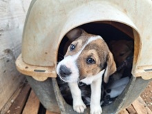 BOLEK, Hund, Mischlingshund in Griechenland - Bild 2