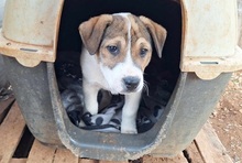 BOLEK, Hund, Mischlingshund in Griechenland - Bild 3