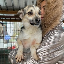 FLOCKI, Hund, Mischlingshund in Rumänien - Bild 1