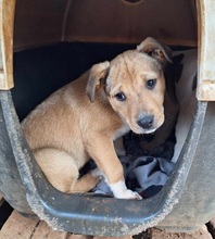 LOLEK, Hund, Mischlingshund in Griechenland - Bild 1