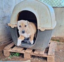 LOLEK, Hund, Mischlingshund in Griechenland - Bild 3