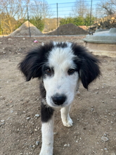 AYKO, Hund, Mischlingshund in Bogen - Bild 1