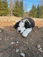 AYKO, Hund, Mischlingshund in Bogen - Bild 2