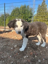 AYKO, Hund, Mischlingshund in Bogen - Bild 4