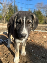 ALPHI, Hund, Mischlingshund in Bogen - Bild 1