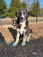 ALPHI, Hund, Mischlingshund in Bogen - Bild 2