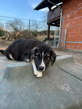 ALPHI, Hund, Mischlingshund in Bogen - Bild 3