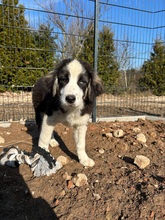 AMY, Hund, Mischlingshund in Bogen - Bild 2