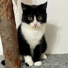 LOTTI, Katze, Europäisch Kurzhaar in Rumänien - Bild 11