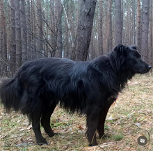 LUDWIG, Hund, Mischlingshund in Märkische Heide - Bild 3