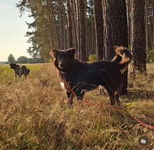 LUDWIG, Hund, Mischlingshund in Märkische Heide - Bild 4