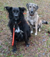 LUDWIG, Hund, Mischlingshund in Märkische Heide - Bild 5