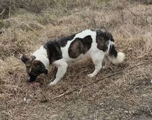 CASHA, Hund, Mischlingshund in Rumänien - Bild 2