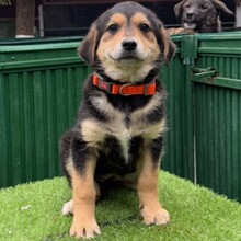 AKIRA, Hund, Mischlingshund in Rumänien - Bild 4